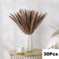 Dried Natural Decorative Pampas