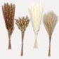 Dried Natural Decorative Pampas