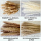 Dried Natural Decorative Pampas