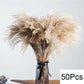 Dried Natural Decorative Pampas