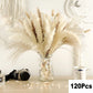 Dried Natural Decorative Pampas